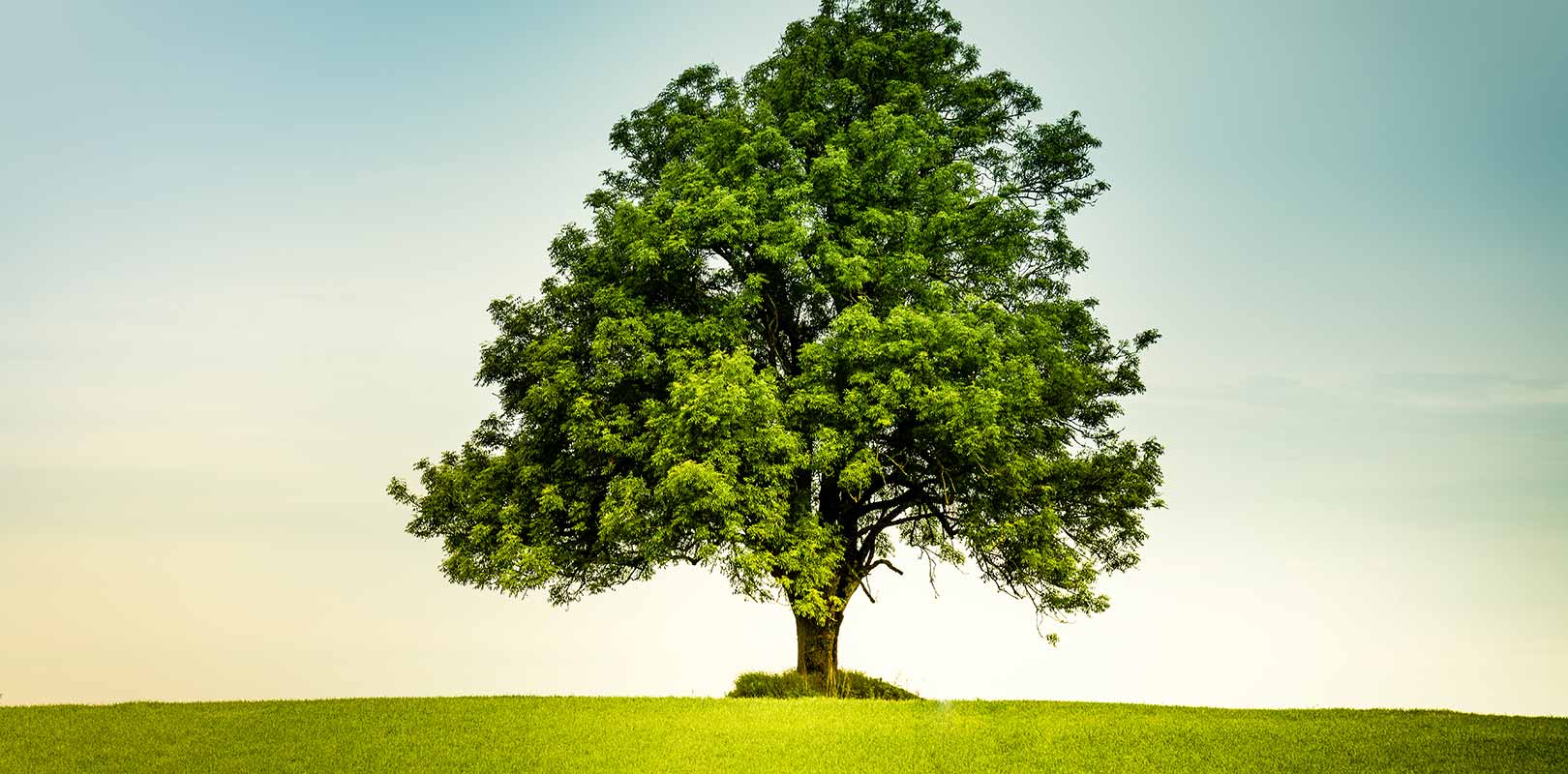 Oak Tree in field of grass